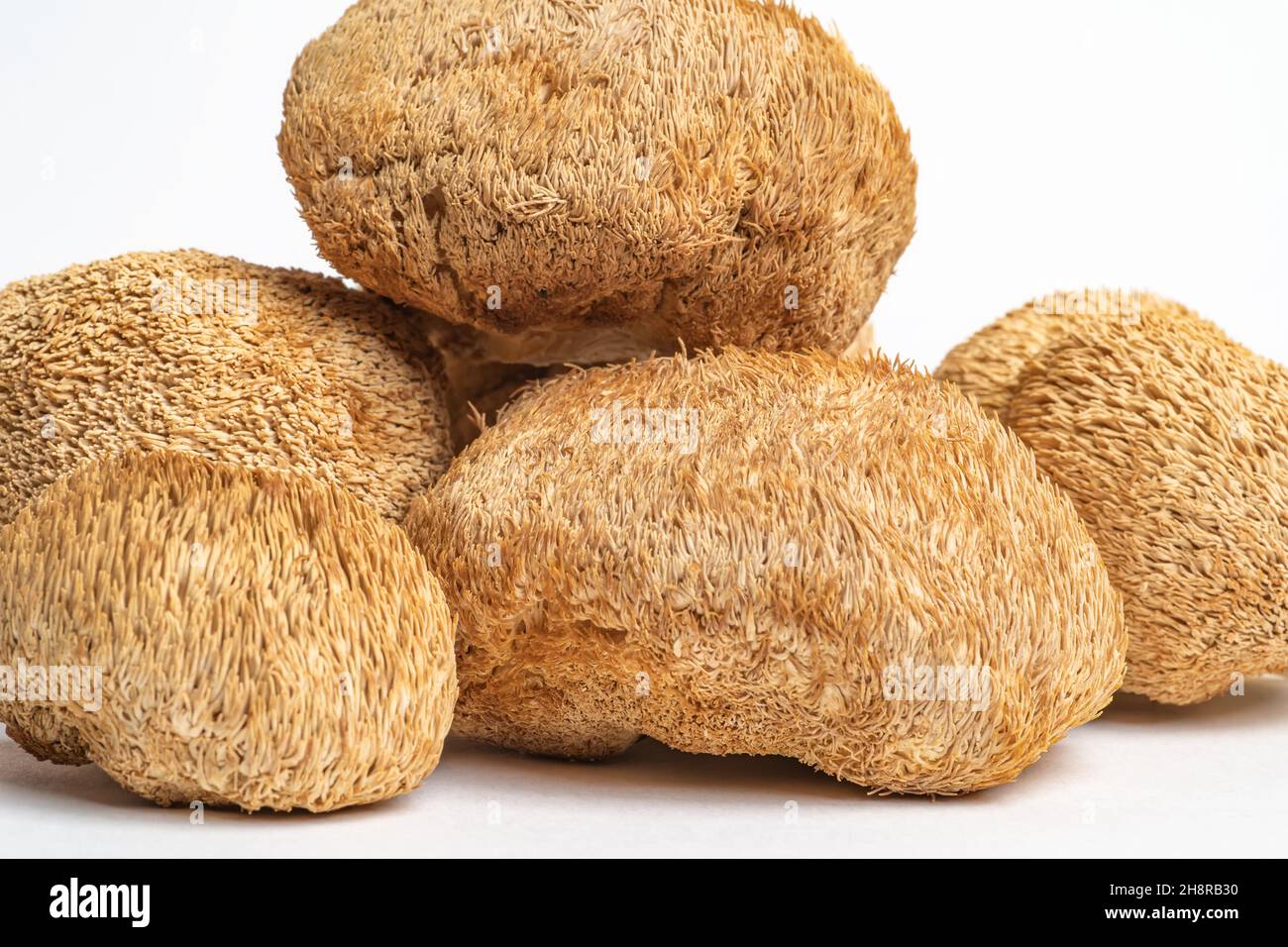 Dried Lion's Mane mushrooms or Hericium Erinaceus also called bearded tooth fungus, monkey head mushroom, yamabushitake. Stock Photo