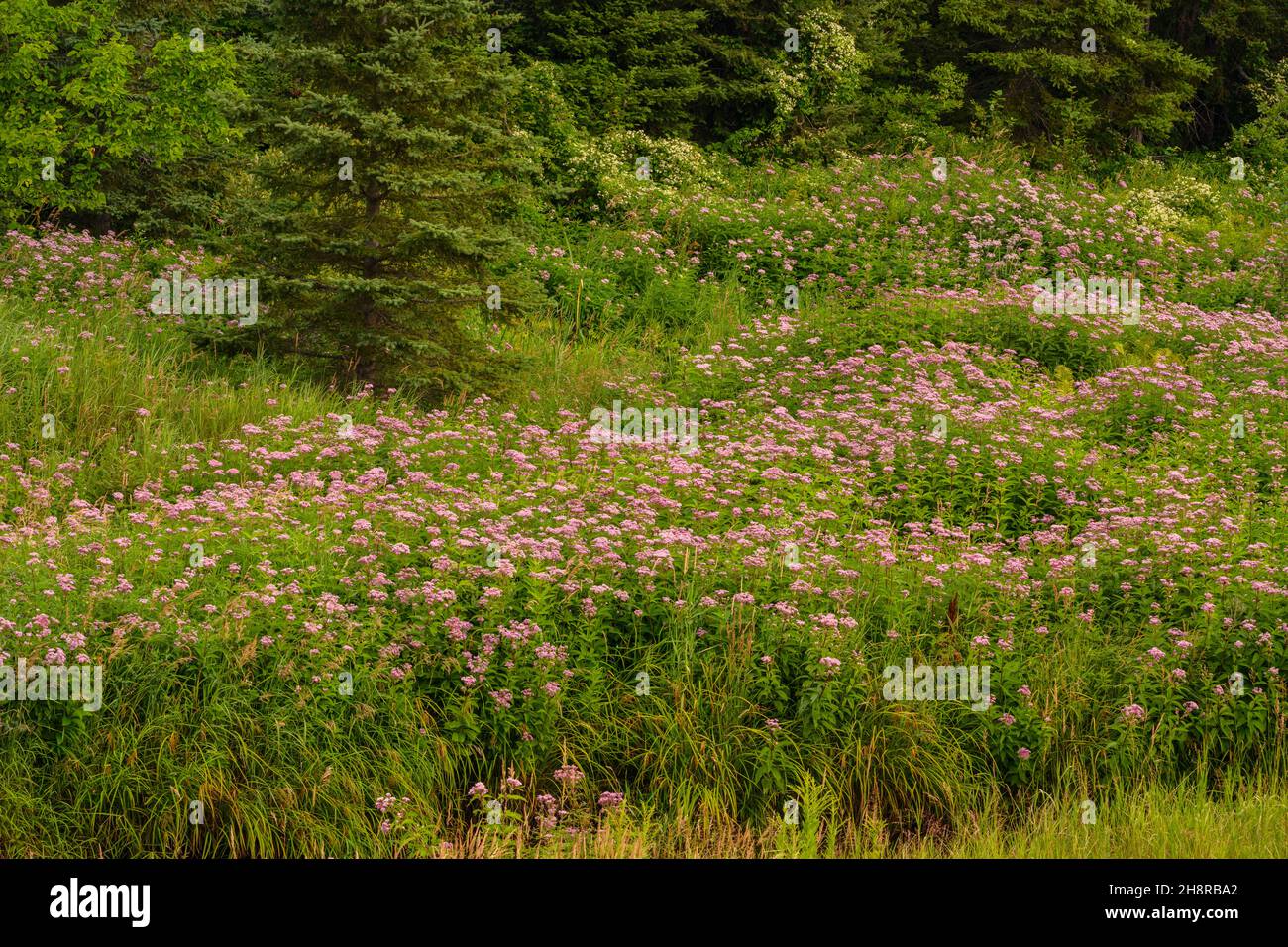 Joe-pye weed colonies in bloom along a creek, Greater Sudbury, Ontario, Canada Stock Photo