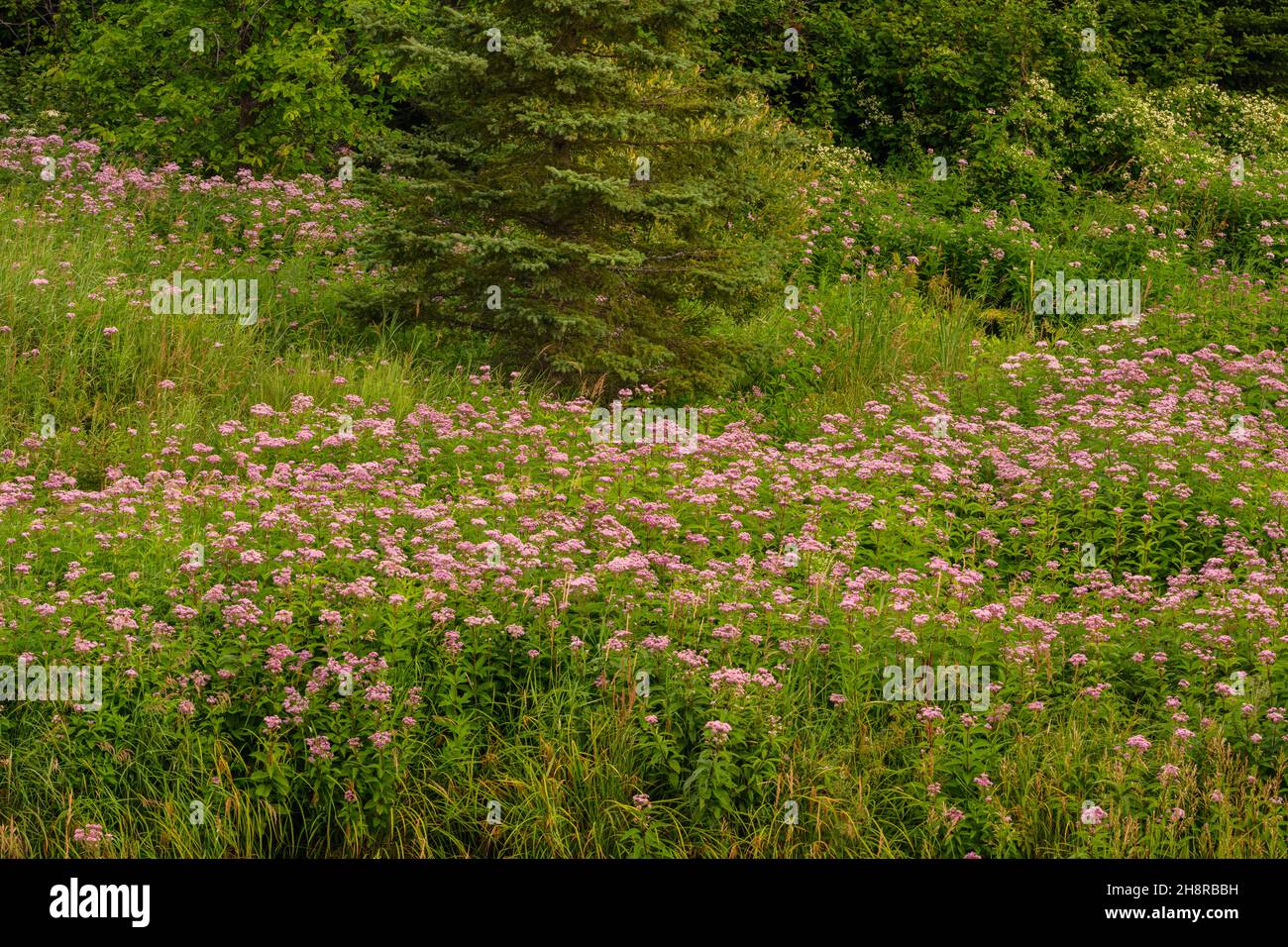Joe-pye weed colonies in bloom along a creek, Greater Sudbury, Ontario, Canada Stock Photo