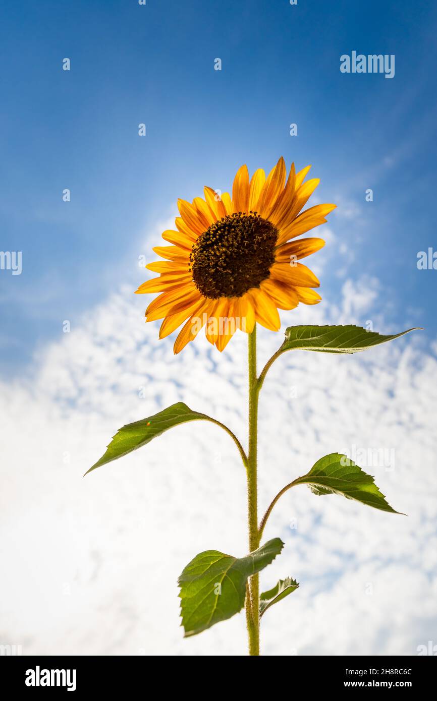 Sunflower isolated on blue sky with white clouds. Sun symbol. Flowers yellow, agriculture. Seeds and oil. Flat lay, top view Stock Photo