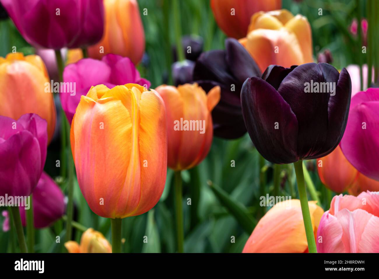 Closeup of tulips, wide variety of colors. Green plants in background. Missouri Botanical Garden, St. Louis, Missouri. Stock Photo