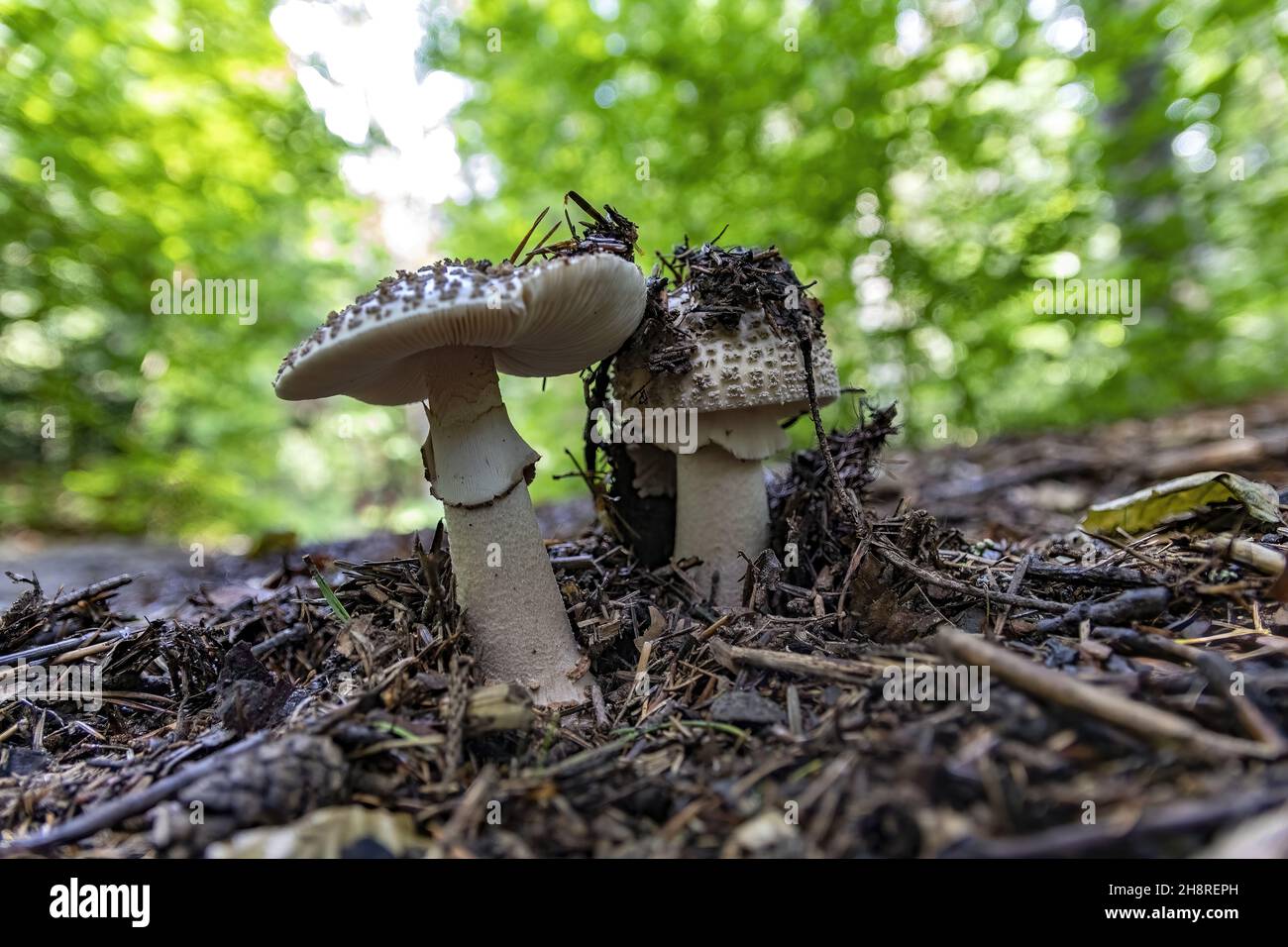 Closeup of dirty fungi growing on a forest floor Stock Photo - Alamy