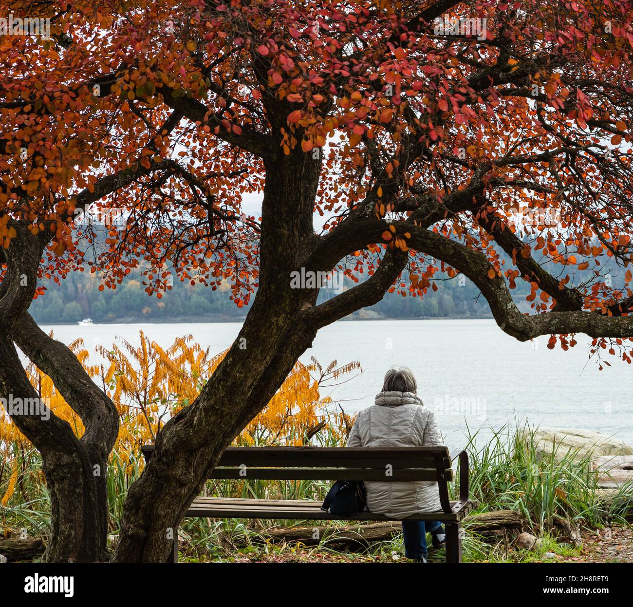 A woman sitting on the bench under the tree in autumn park by a river ...
