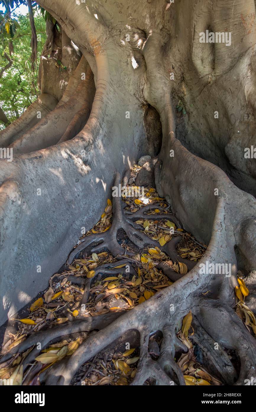 Ombu rubber tree roots Recoleta, Buenos Aires, Argentina Stock Photo