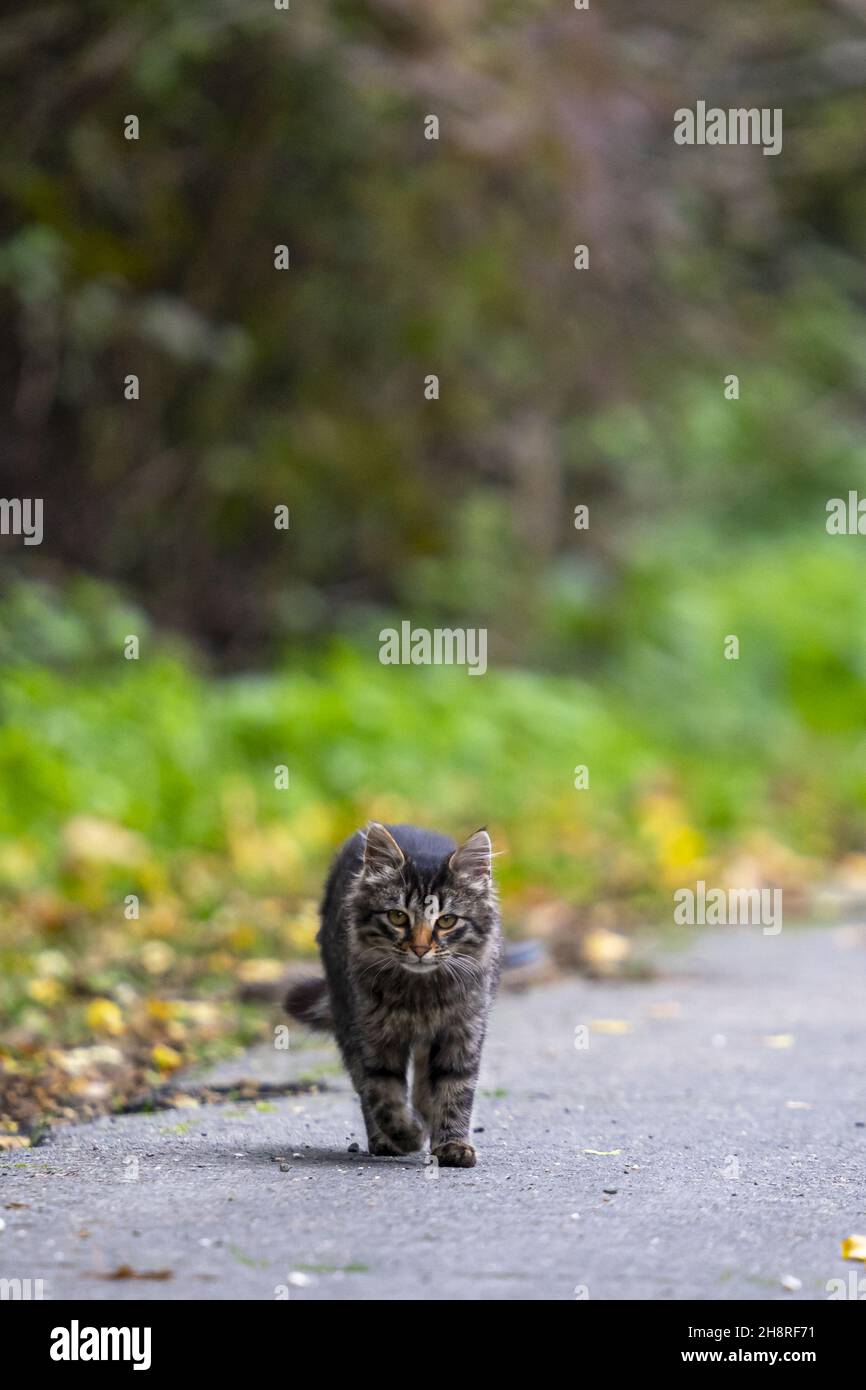 Vertical shot of a cute cat of marble color is walking on the road ...