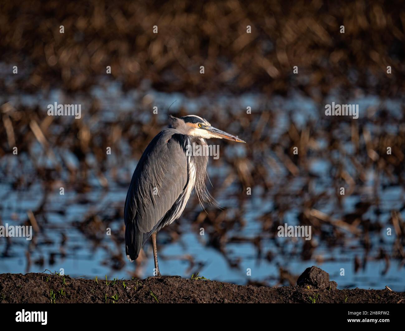 Blue Heron in Staten Island Preserve, California Stock Photo