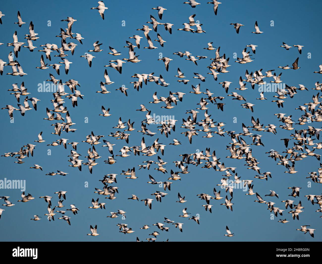 Snow Geese in Flight over Staten Island Preserve, California Stock Photo