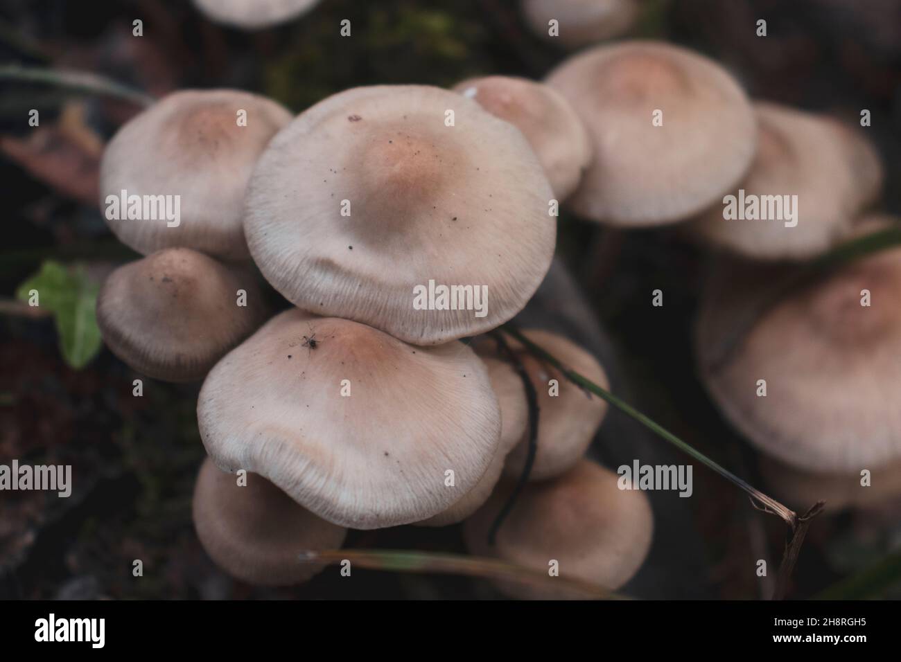 Top view of a group of unedible mushrooms (belonging to Inocybe genus). An insect lays on one of the mushrooms. Stock Photo