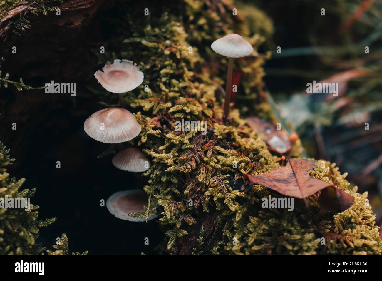 Top view of a group of unedible mushrooms. Copy space. Stock Photo