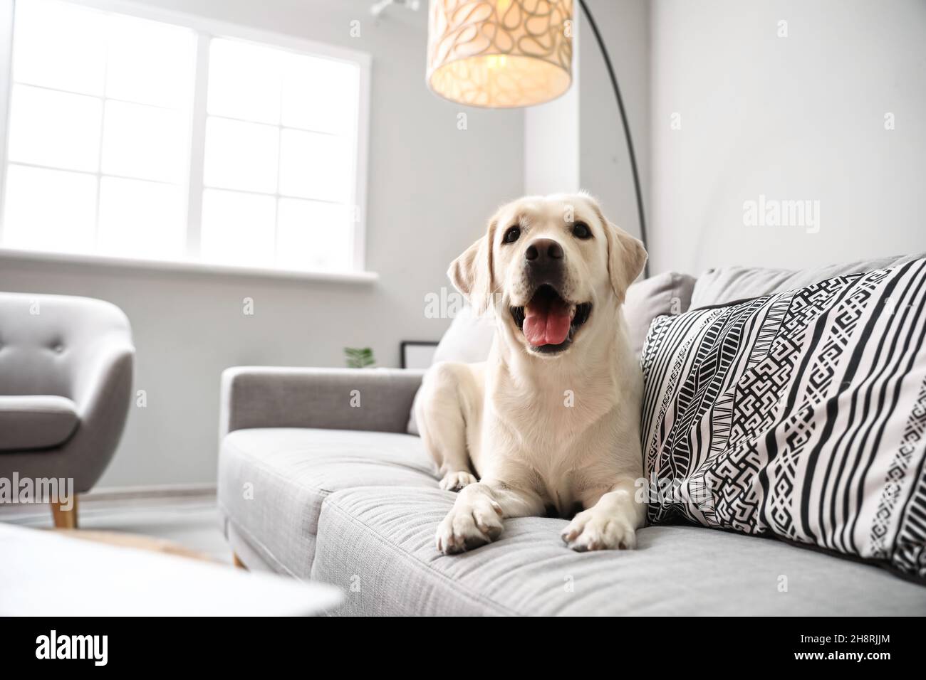 Cute Labrador dog lying on sofa in light living room Stock Photo - Alamy