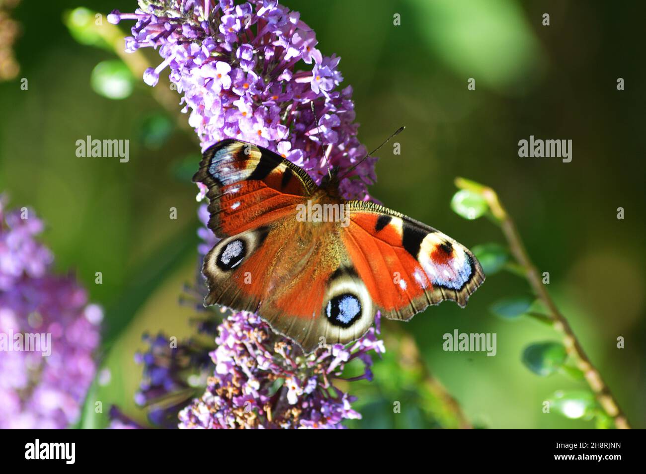 A peacock butterfly (aglais io) on the blossom of a buddleia or summer lilac bush (Buddleja davidii) in Scotland.with its large 'eyes' on the wings to Stock Photo