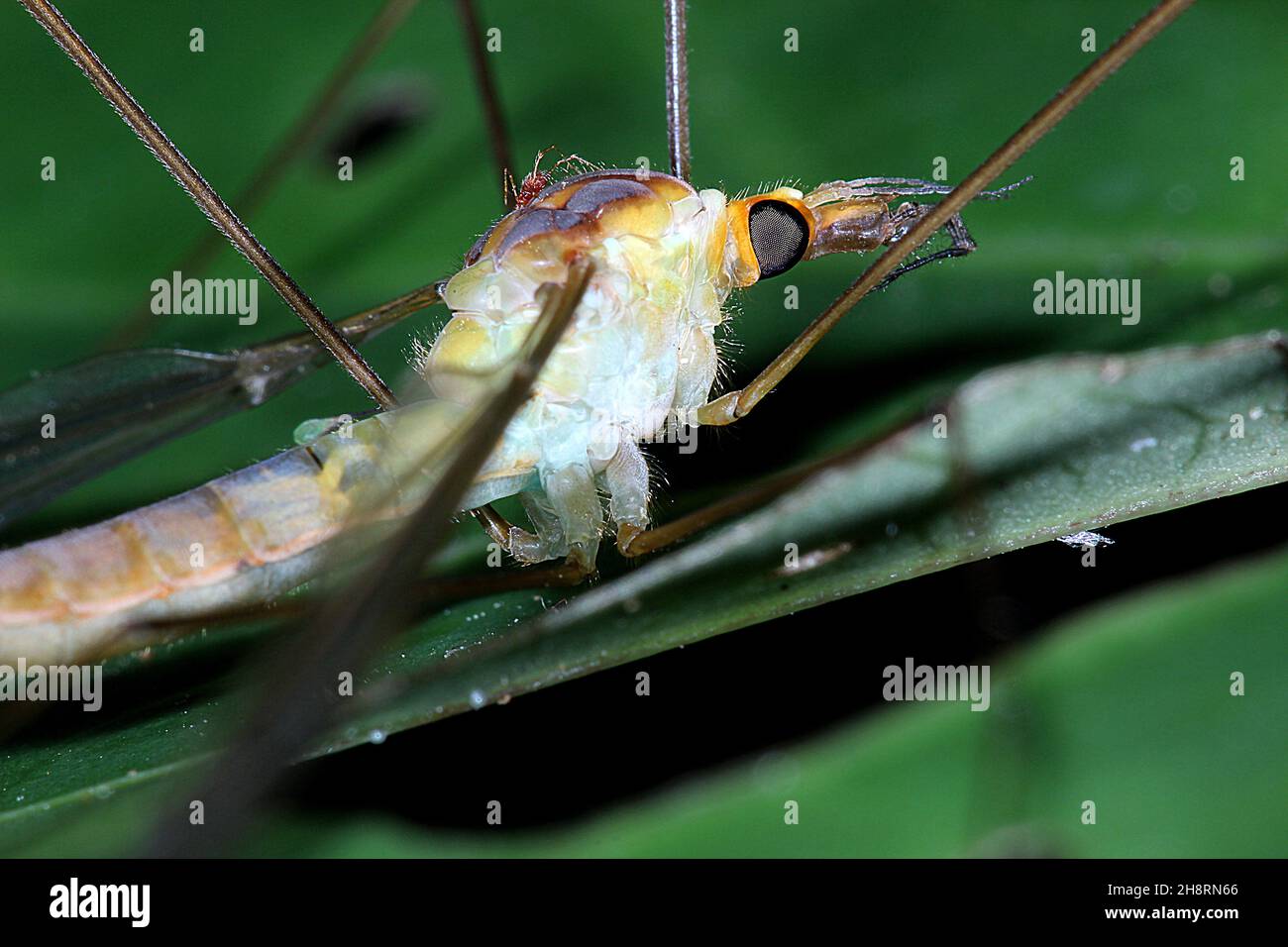 Cranefly (Leptotarsus ) with parasitic mite (Arcani Stock Photo - Alamy