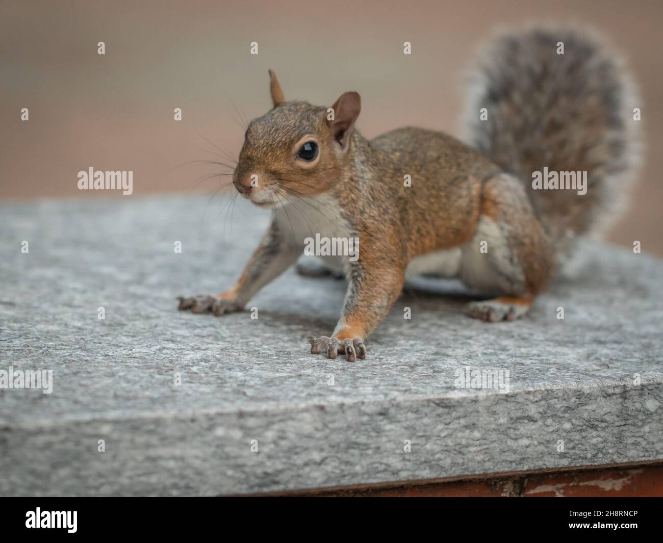 close-up portrait of gray squirrel Stock Photo