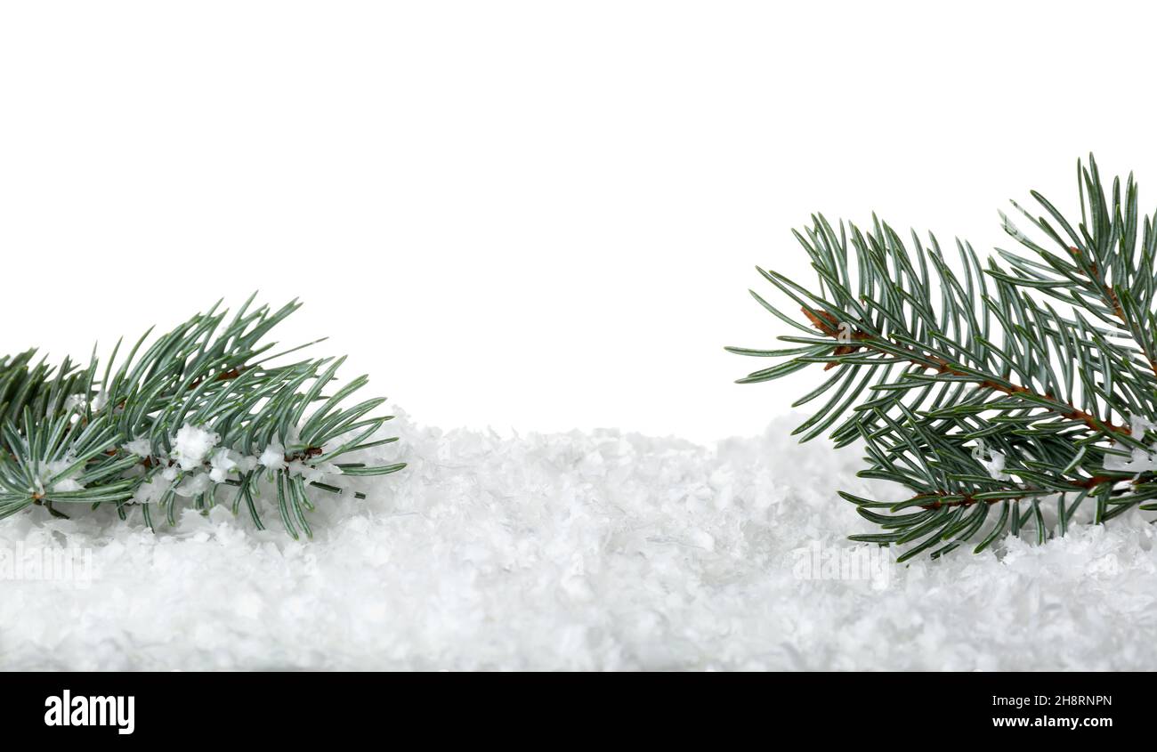 Fir branches on snow against white background Stock Photo - Alamy