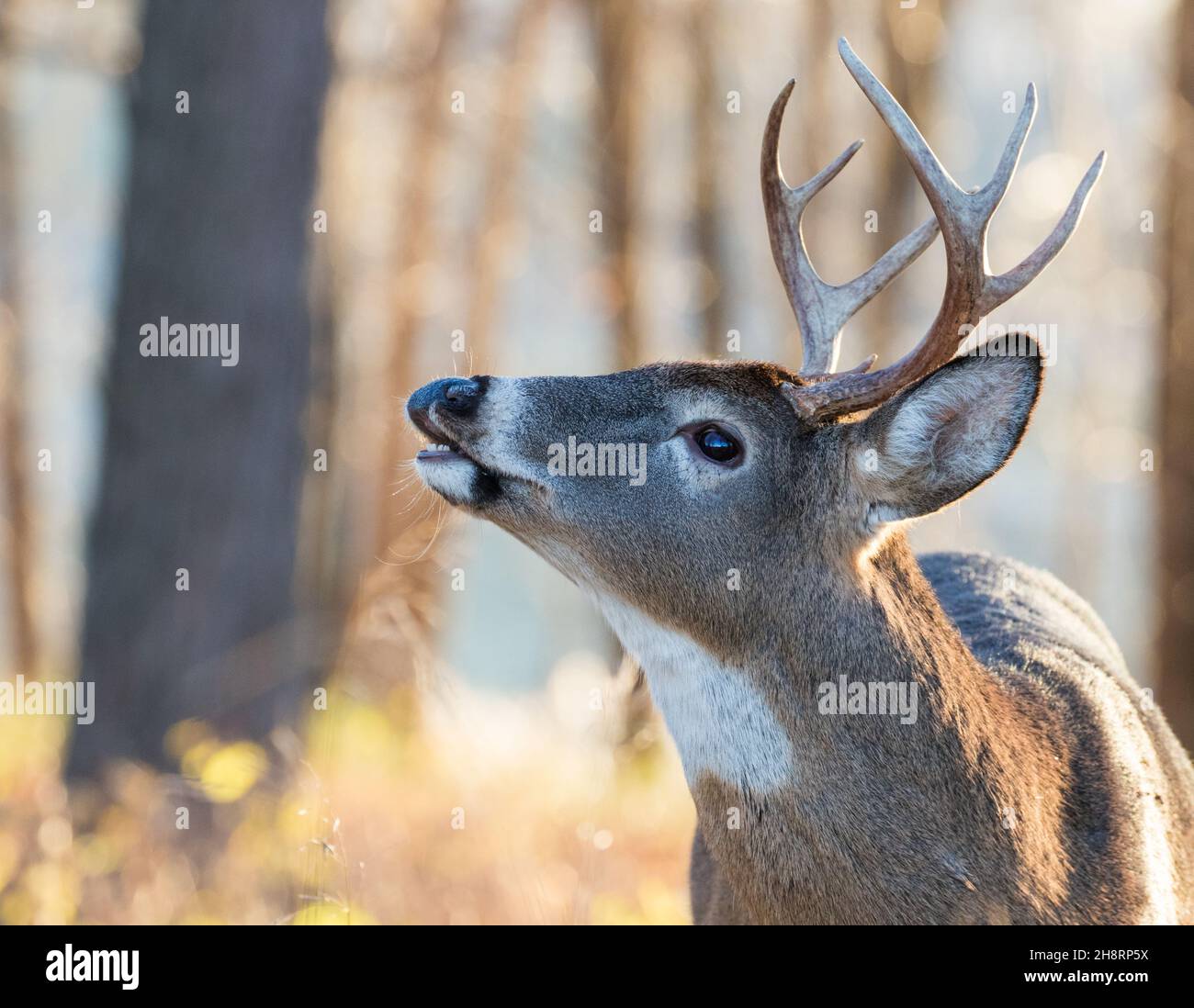white tailed deer in rut Stock Photo Alamy