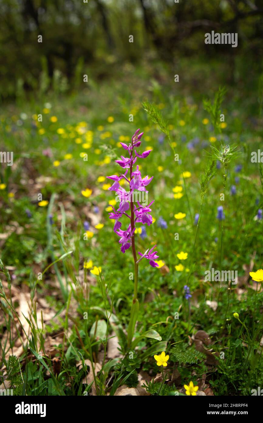 Dactylorhiza romana rare orchid from Bulgaria. Orchid flower. Plants from Rhodope mountains. Stock Photo