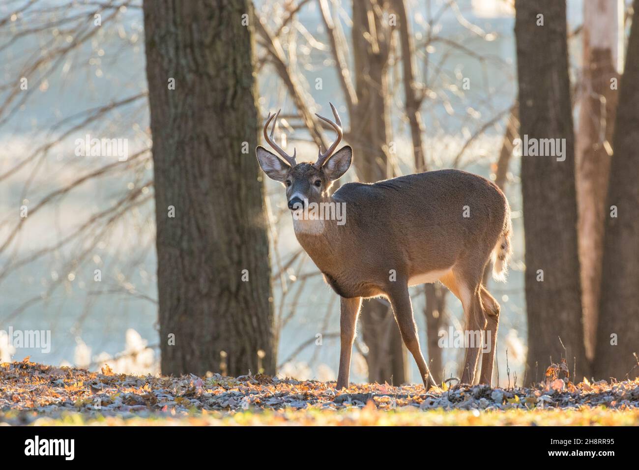 white tailed deer in rut Stock Photo Alamy