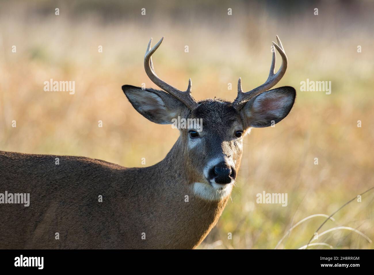 white tailed deer in rut Stock Photo Alamy