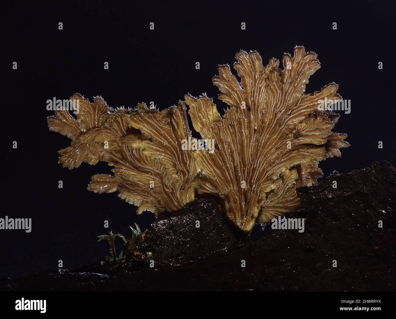 schizophyllum commune split gill showing spores Stock Photo