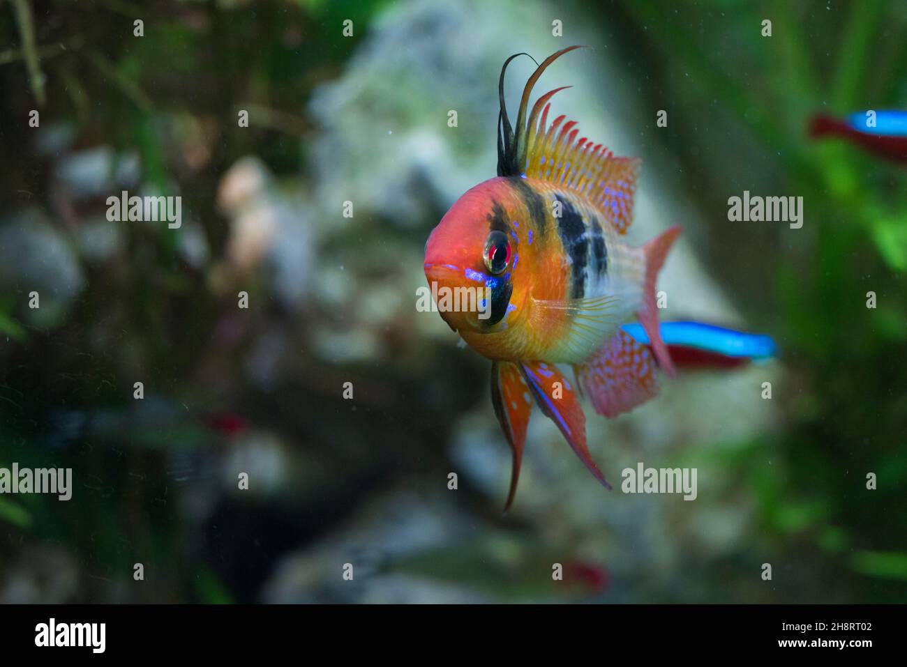 Ramirez Zwergbuntbarsch