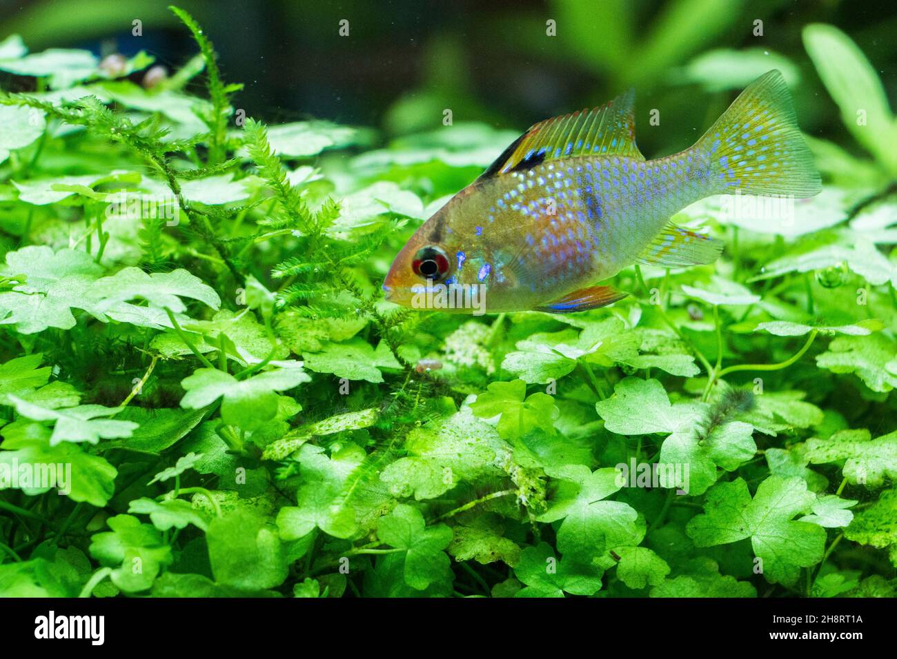 Ramirez Zwergbuntbarsch