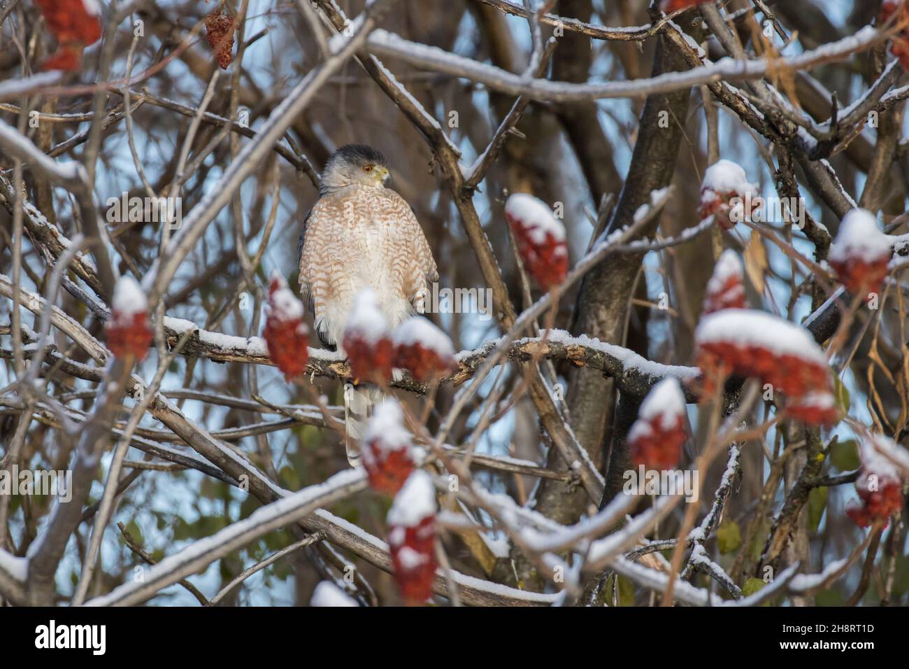 Cooper's hawk (Accipiter cooperii) in winter Stock Photo