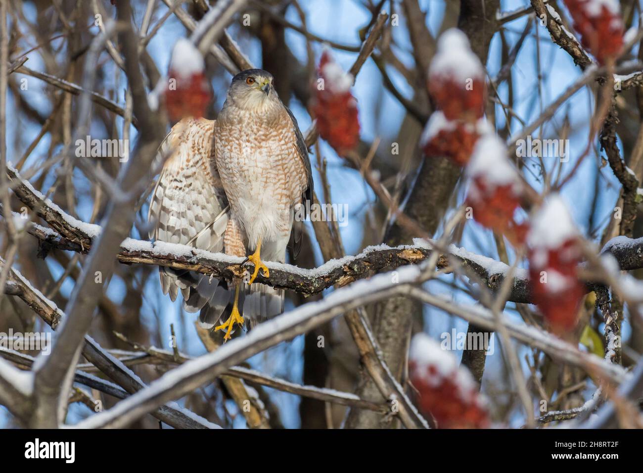 Cooper's hawk (Accipiter cooperii) in winter Stock Photo