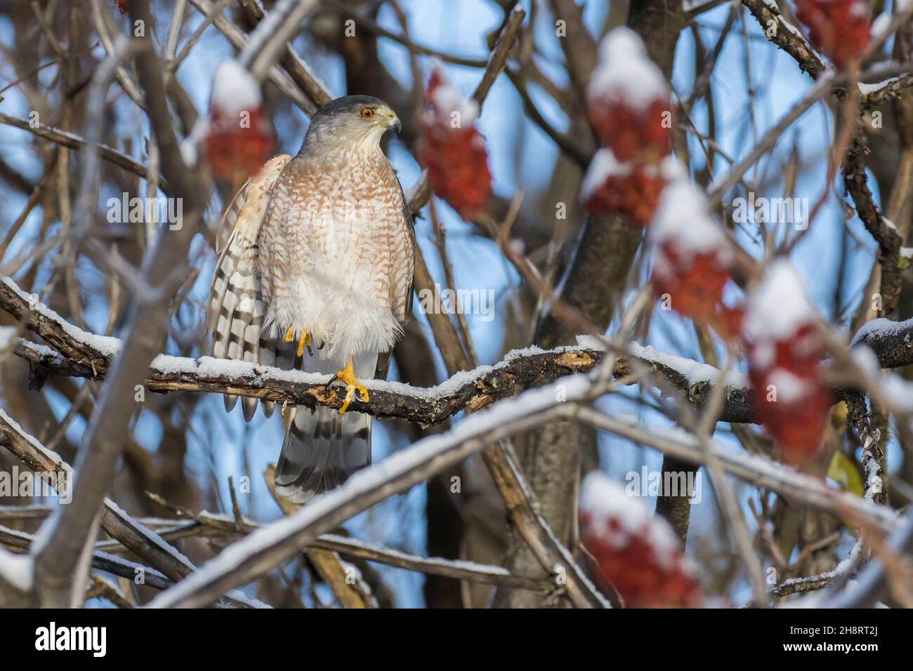 Cooper's hawk (Accipiter cooperii) in winter Stock Photo