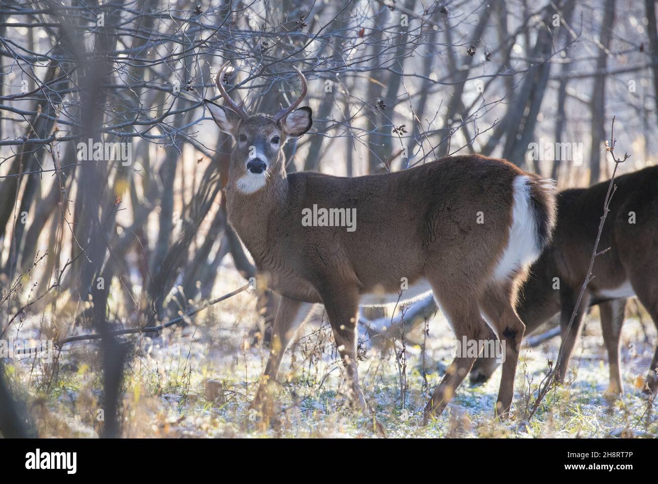 white tailed deer in rut Stock Photo - Alamy