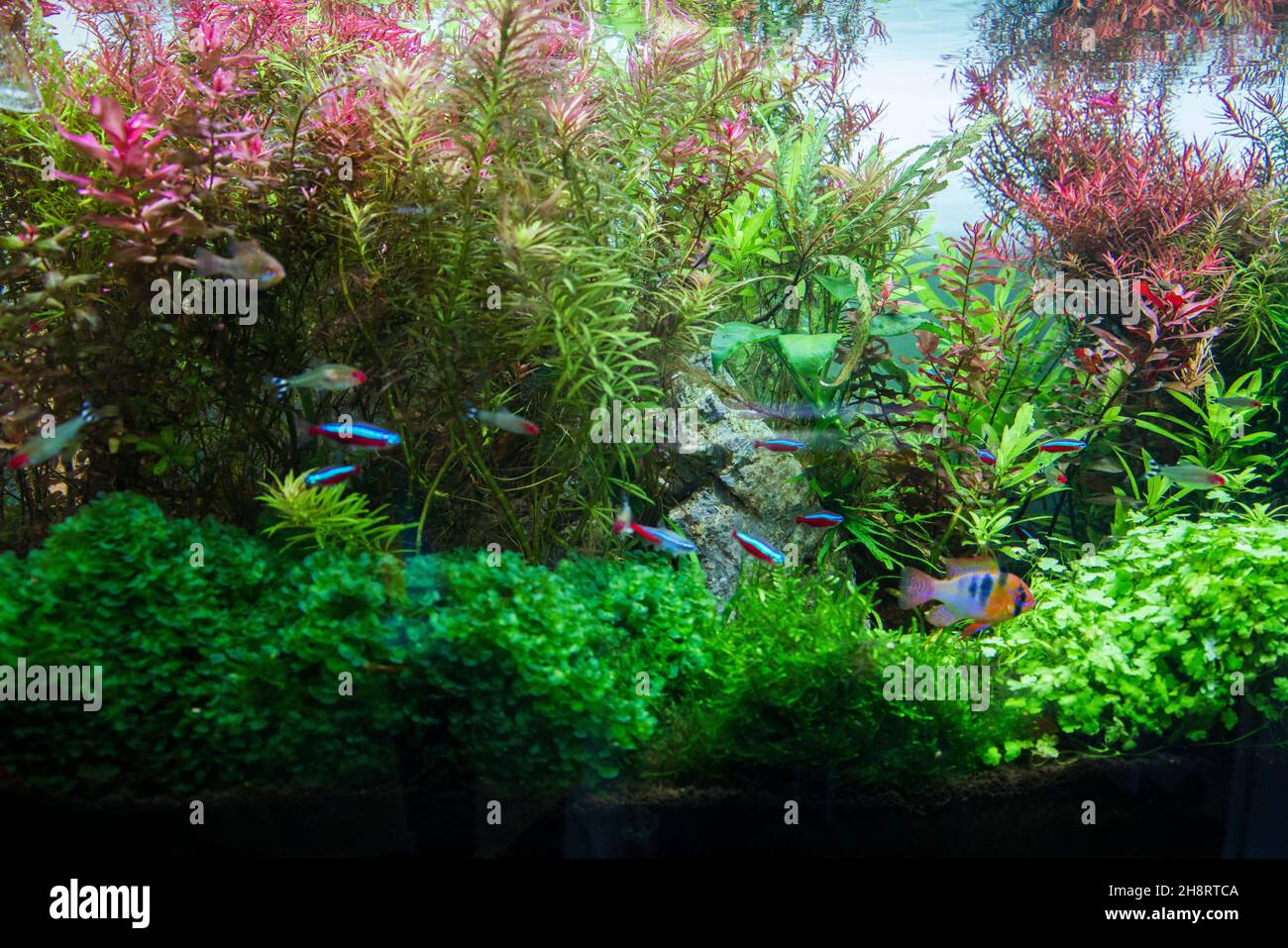 Planted fresh water aquarium Stock Photo - Alamy