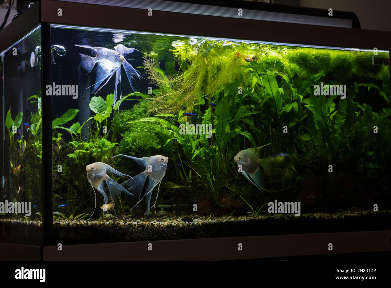 Planted fresh water aquarium with cardinal tetra fish and platinum angelfish Stock Photo