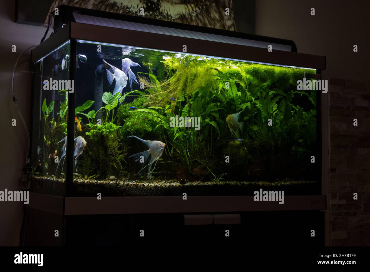 Planted fresh water aquarium with cardinal tetra fish and platinum angelfish Stock Photo Alamy