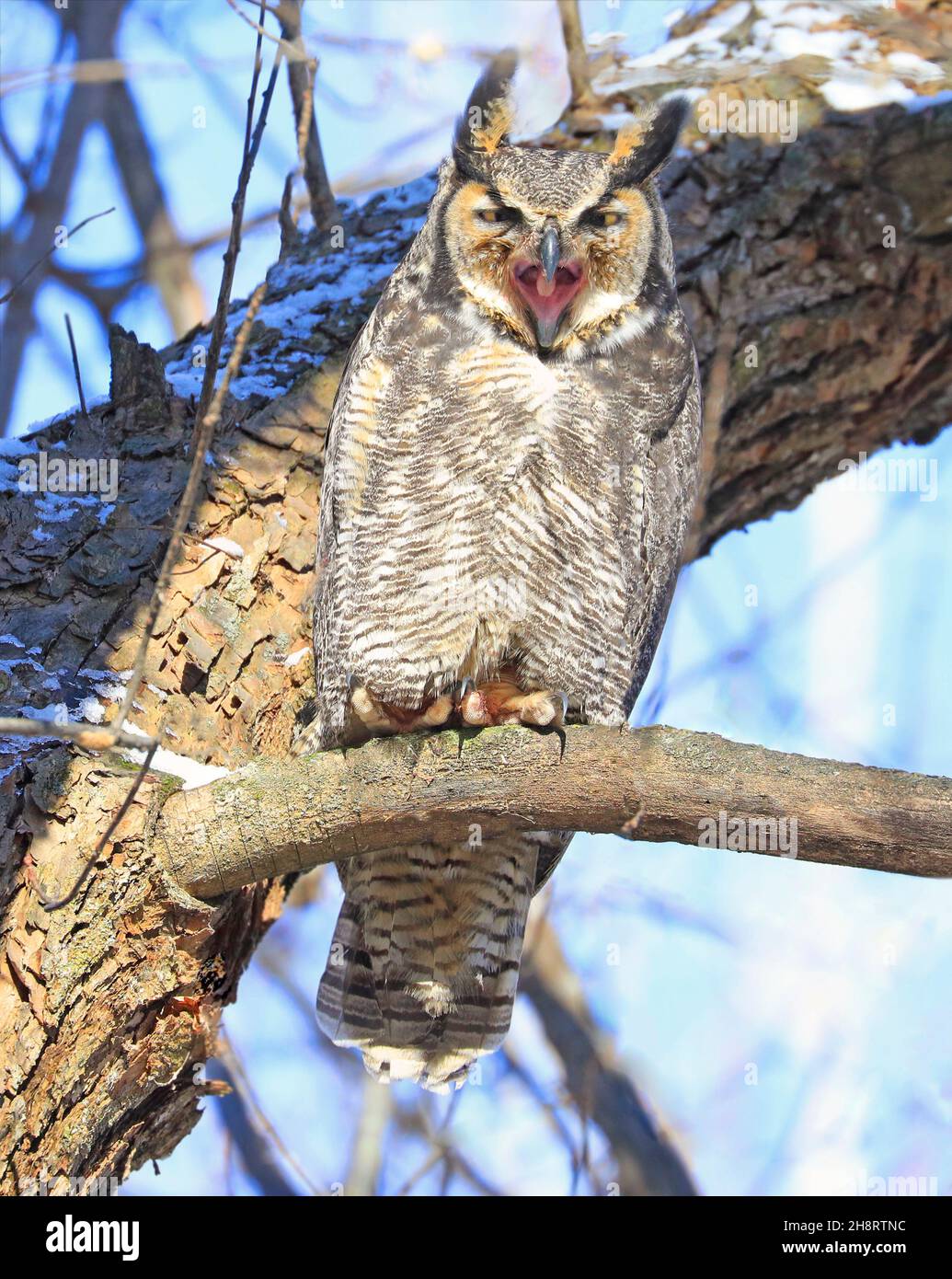 Great horned owl standing on a tree branch, Quebec, Canada Stock Photo