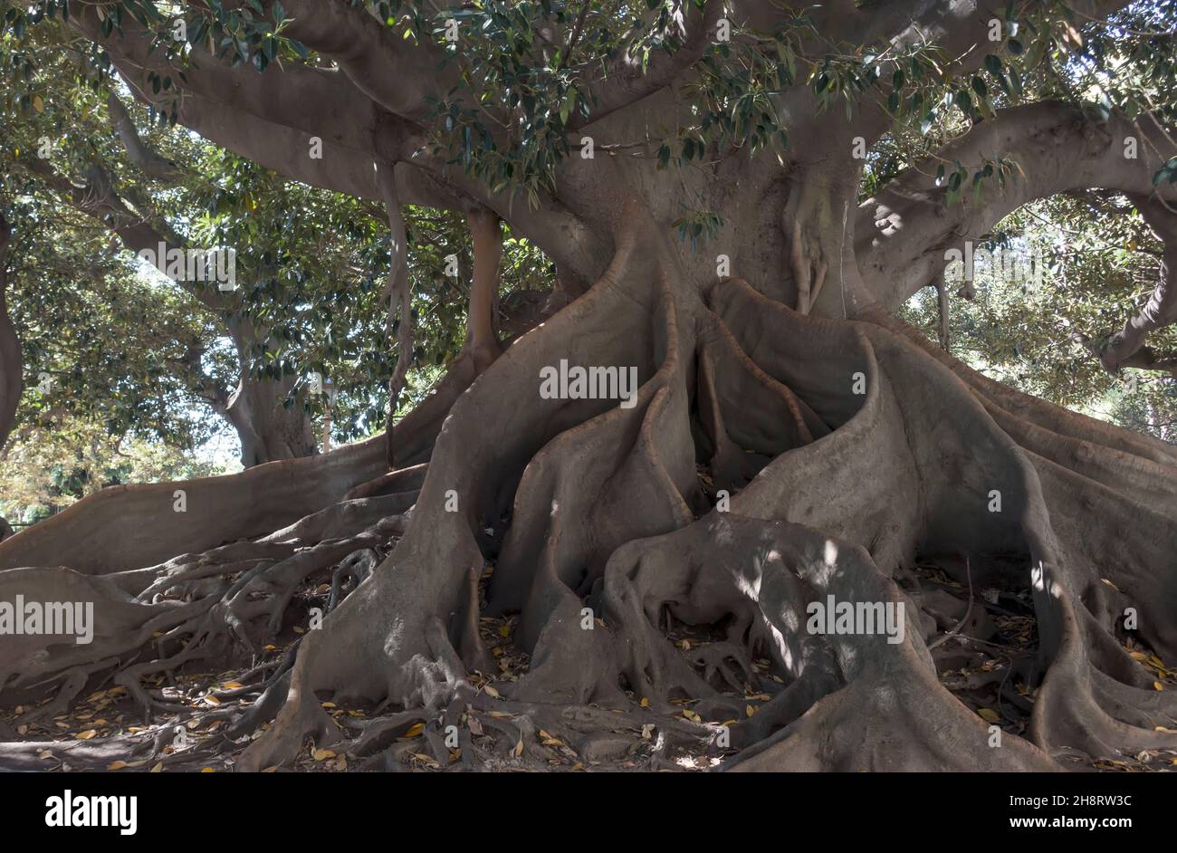Ombu tree trunk and roots Recoleta, Buenos Aires, Argentina Stock Photo