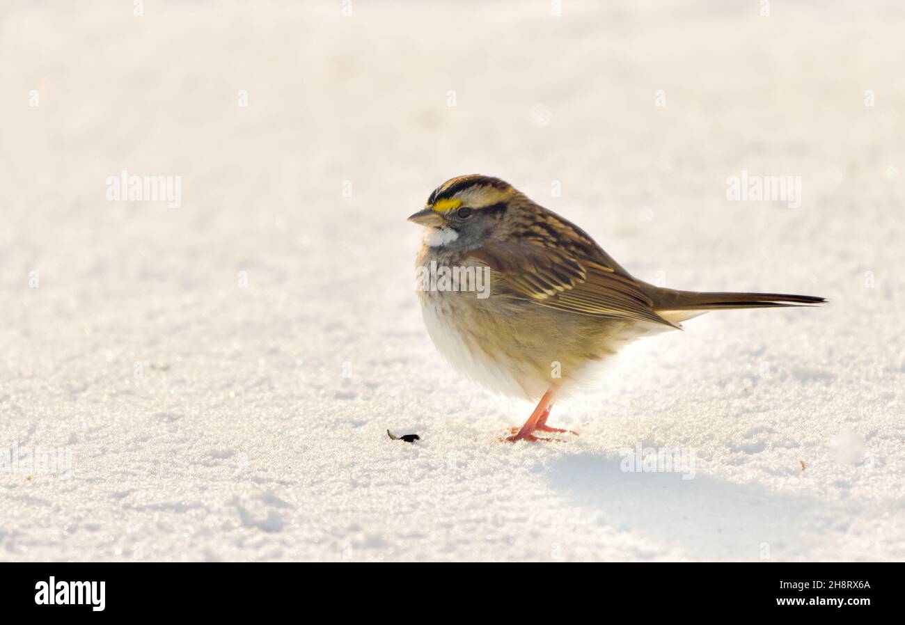 Closeup of a white-throated sparrow on an expanse of powder snow.  Long Island, New York. Copy space. Horizontal format. Stock Photo