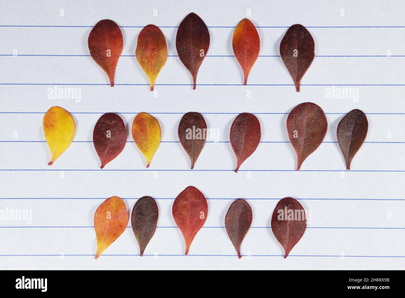 Leaves lined up on notebook paper in a 5-7-5 pattern, symbolic of a haiku poem. Stock Photo