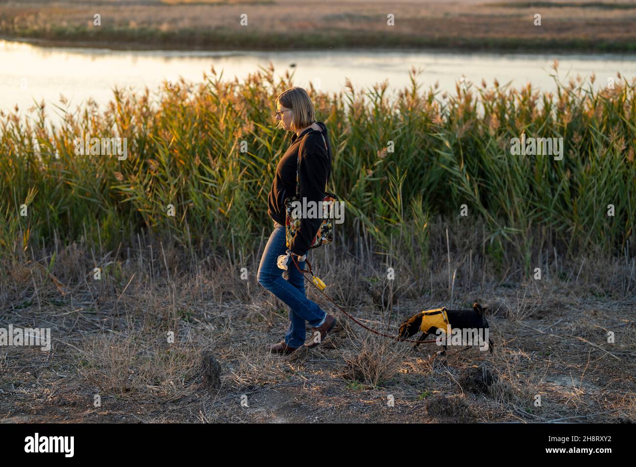 Middle aged woman walking small dog in marshlands trails at sunset Stock Photo