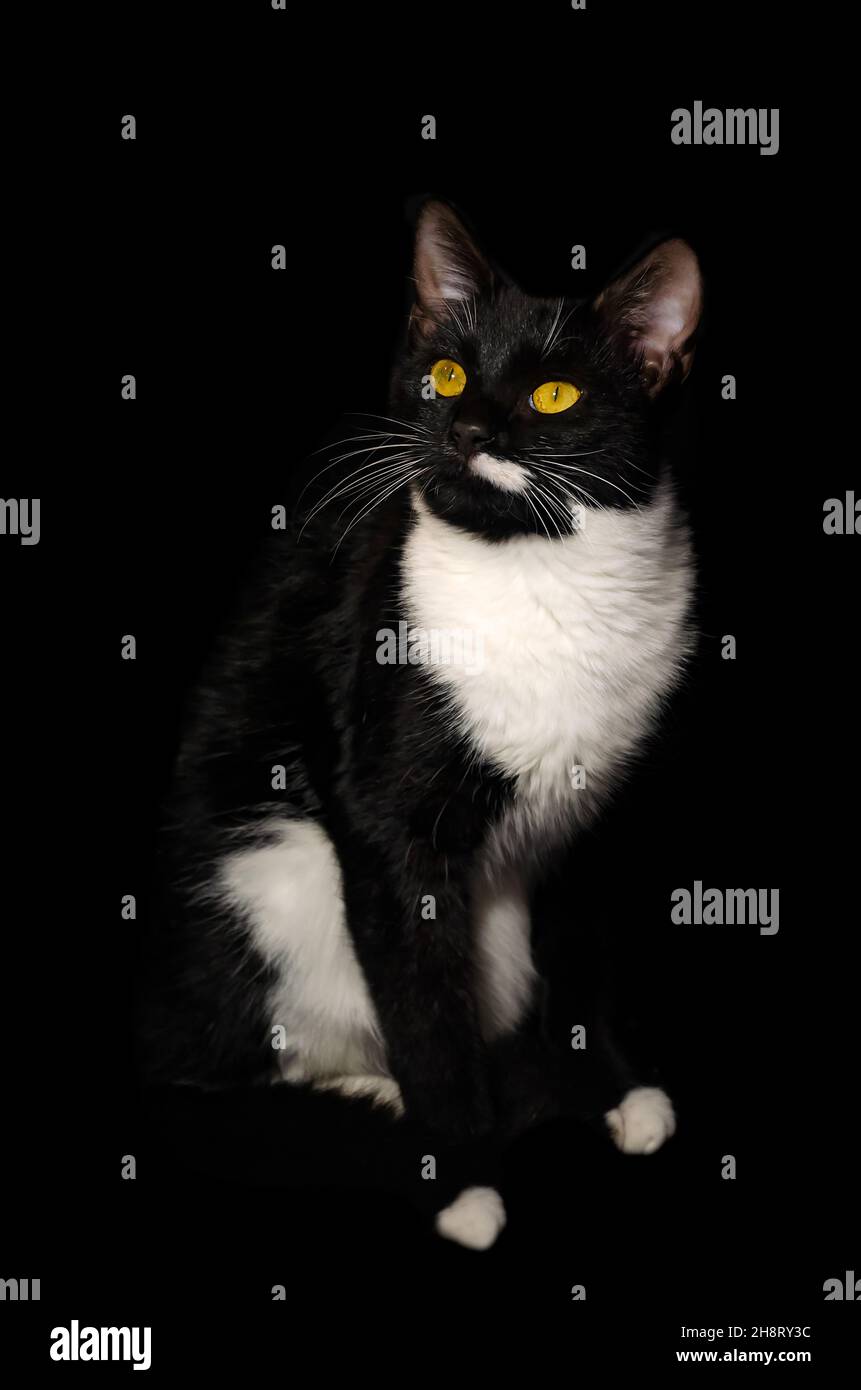 Fancy, a black and white tuxedo cat, is pictured on black, Nov. 26, 2021, in Coden, Alabama. Stock Photo