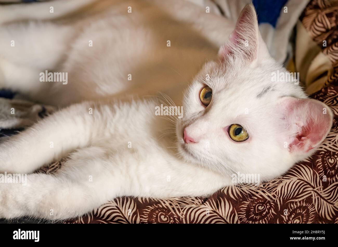 Baby, a twomonthold white kitten, lays in a cat bed, Nov. 26, 2021