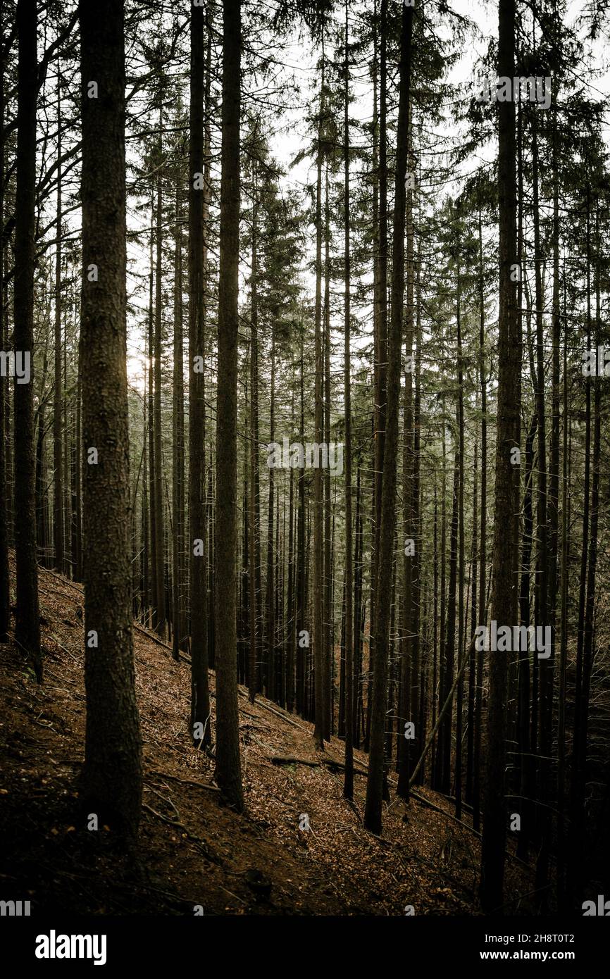 Vertical shot of tall trees on the hillside in the forest Stock Photo ...