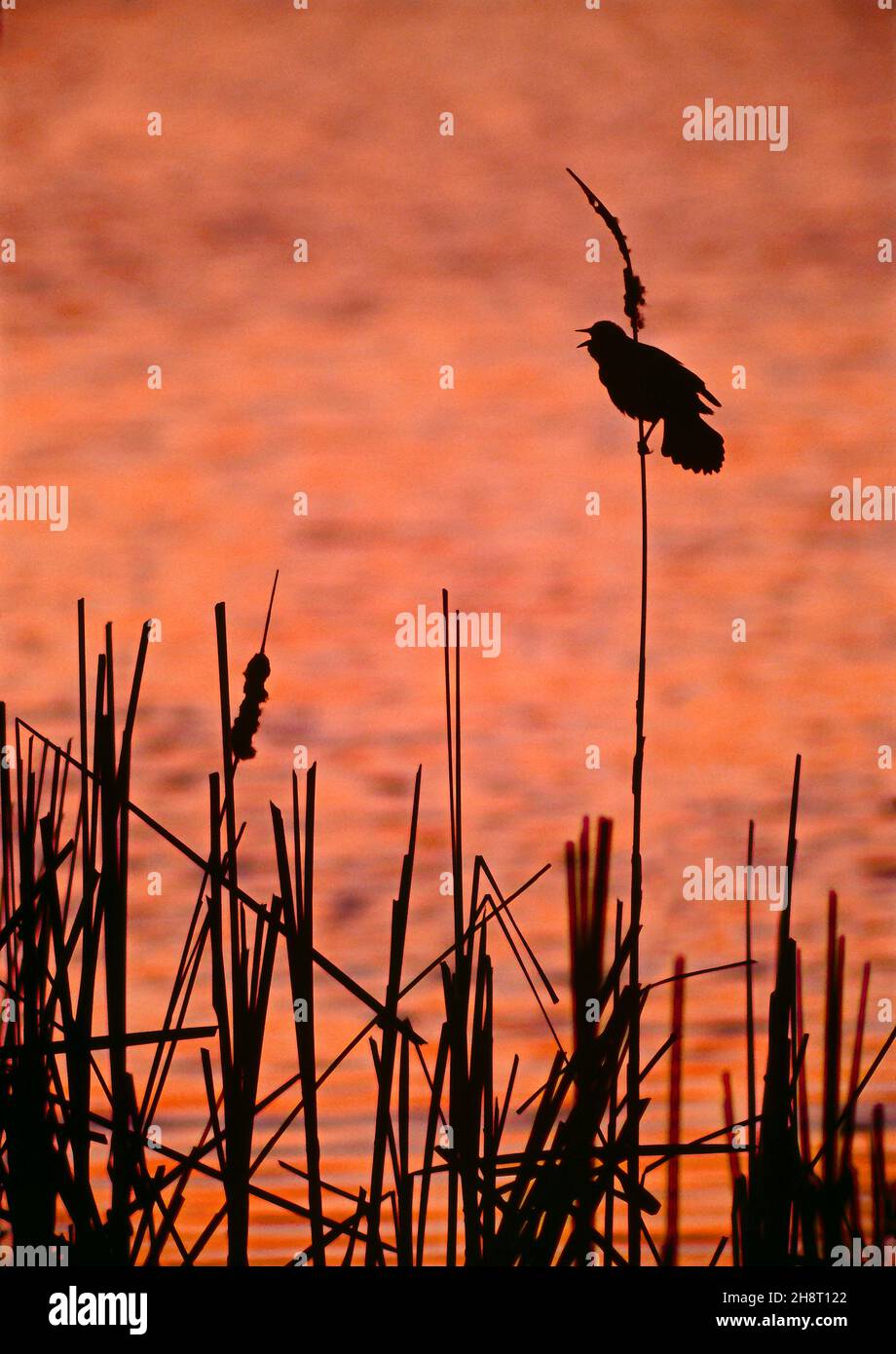 Red-winged Blackbird of species Agelaius phoeniceus makes its last call at McGinnis Slough in Orland Park, Ilinois Stock Photo