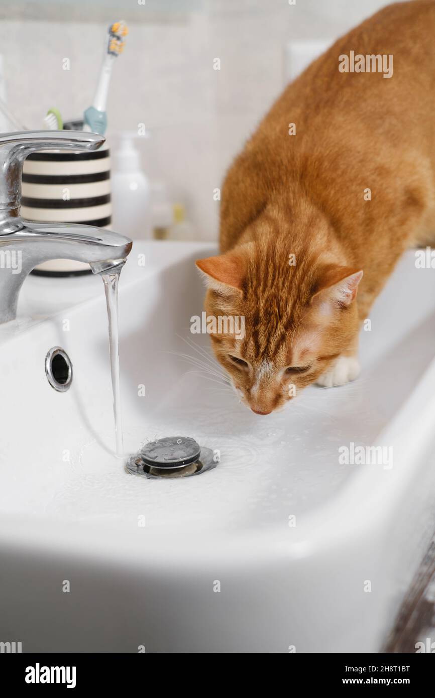Cat drinking water from sink faucet. Thirsty ginger cat at home bathroom Stock Photo Alamy
