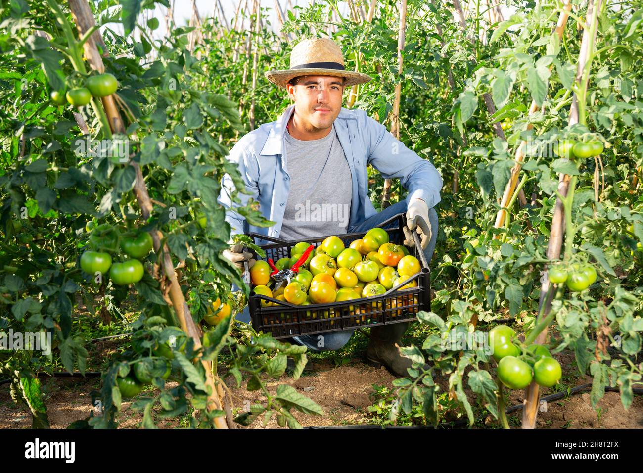 Young farmer with box of picked green tomatoes in garden Stock Photo ...