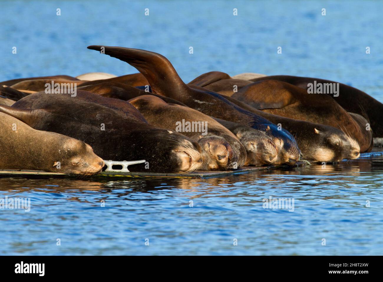 California Sea Lions (Zalophus californianus) lazing on a wooden float near Ucluelet harbour, west coast Vancouver Island, BC, Canada in October Stock Photo
