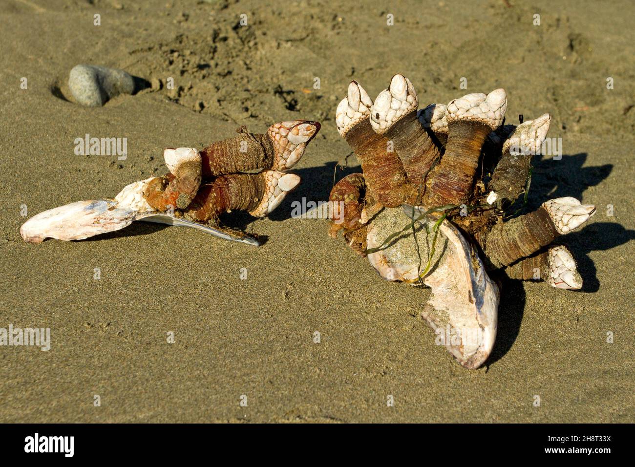 Gooseneck barnacles attached to shells on Wickaninnish beach, west coast Vancouver Island, BC, Canada in October Stock Photo