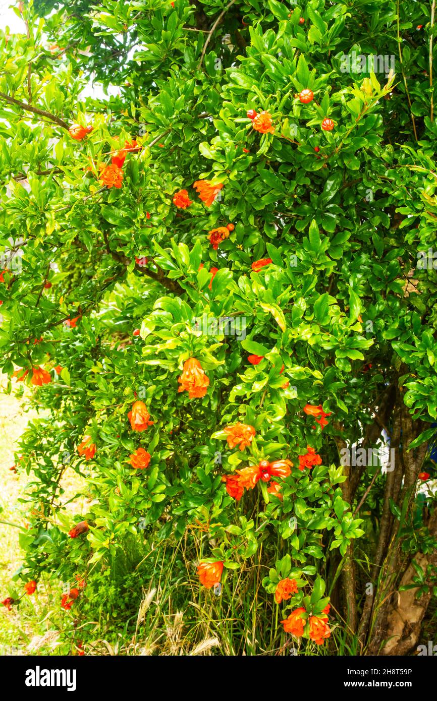 Pomegranate tree flowering, Punica granatum. Stock Photo