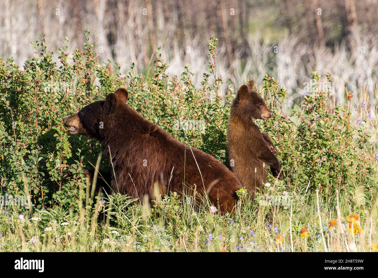 mom black bear with cub eating berries in grass, baby standing up on back feet alert, looking around at surroundings Stock Photo