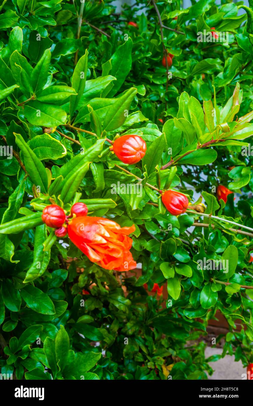 loseup of Pomegranate tree flowering, Punica granatum. Stock Photo