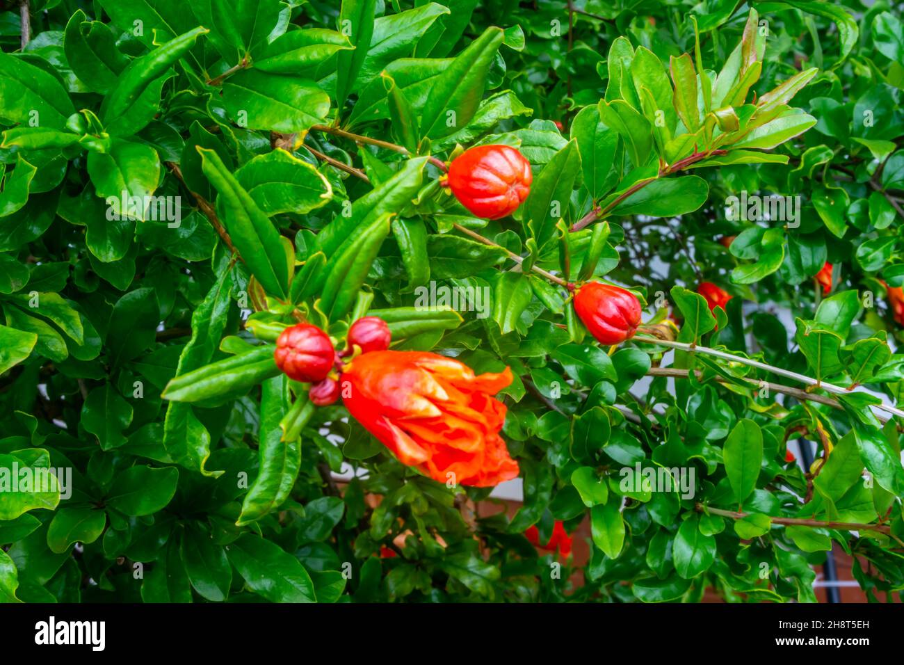 Closeup of a Pomegranate tree flowering, Punica granatum. Stock Photo