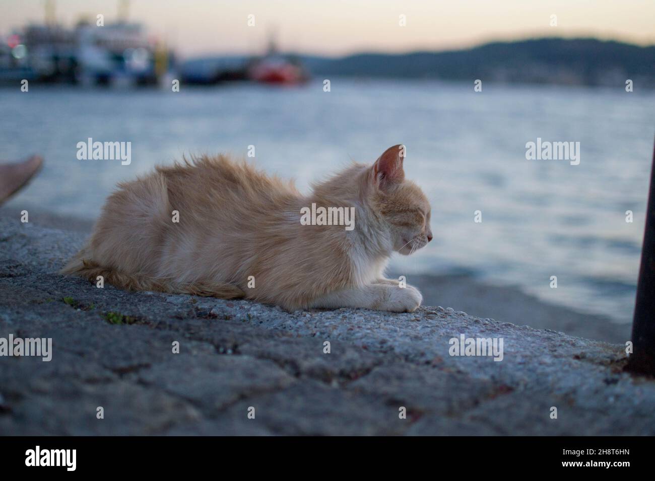 Yellow cat, yellow cat sitting on dock looking to the sea at sunset Stock Photo